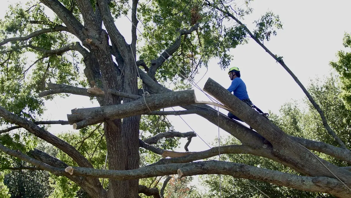 Professional Crown Thinning performed by certified arborists in Wideman