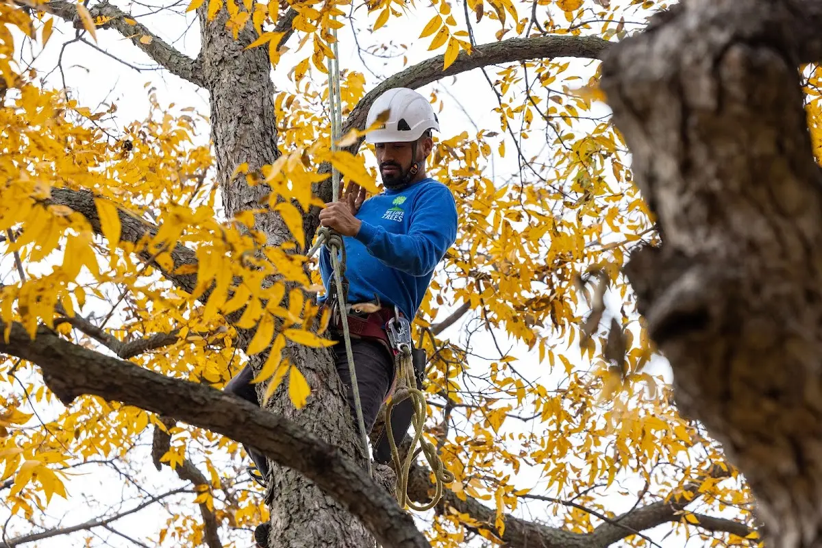 Skilled Tree Transplanting crew working in Wideman